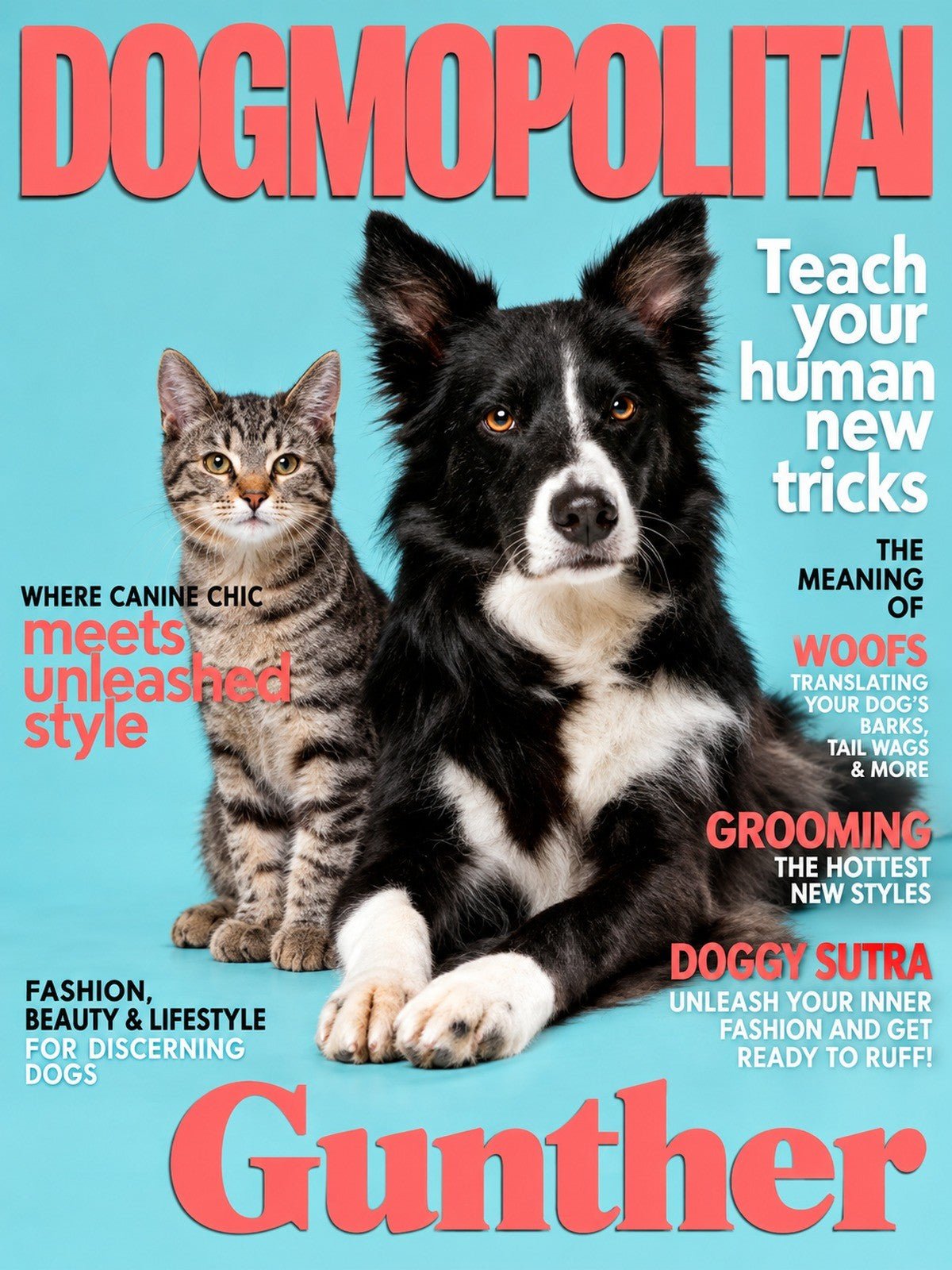 Border Collie e Gato Capa de Revista Dogmopolitan