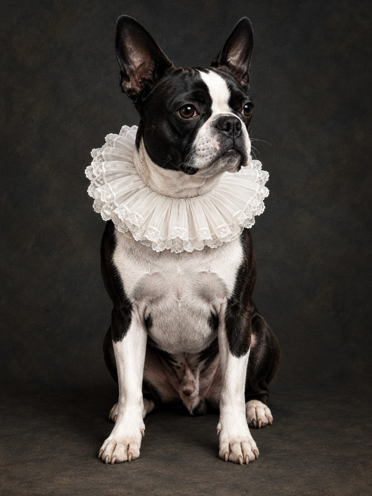 Boston Terrier Sentado de Gola de Renda Branca