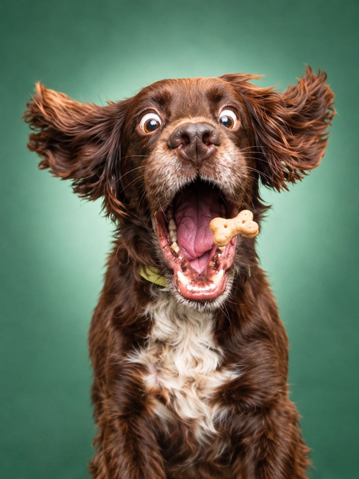 Spaniel Pegando o Biscoito